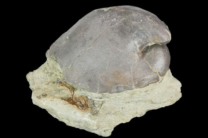 Gastropod (Platyceras) Fossil - Crawfordsville, Indiana #126191